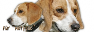 Spardose Beagle